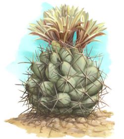 [http://www.greendiary.com/wp-content/uploads/2012/07/pima-pineapple-cactus_9.jpg]