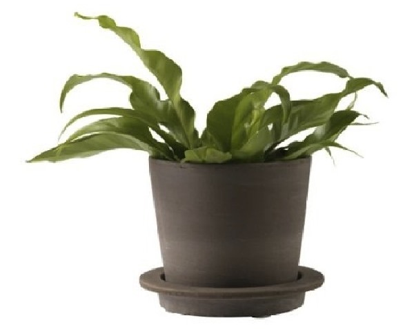 4 ikea potted plants