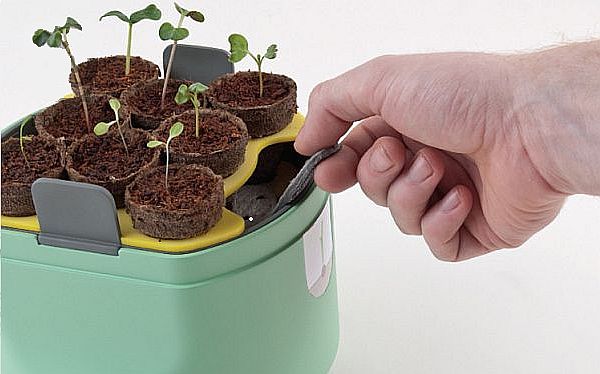 Home vegetable-growing kit