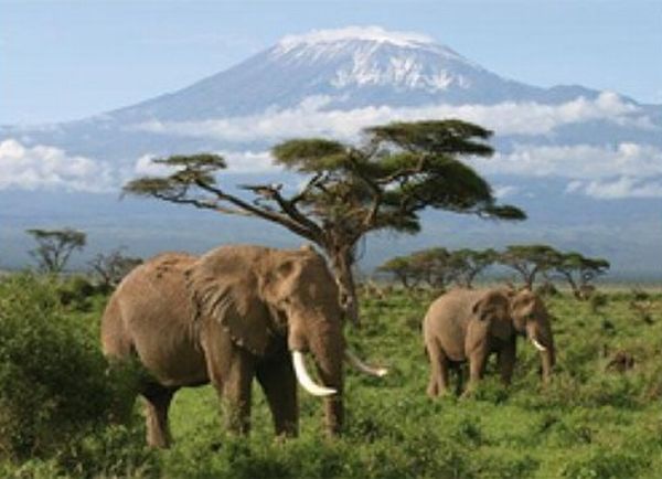 Africaâs elephants