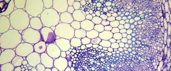 arabidopsis cell