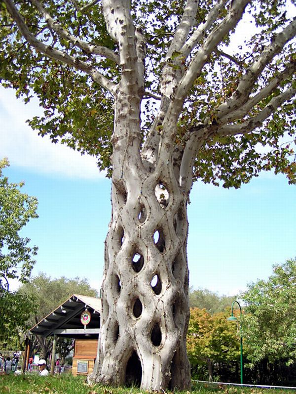 basket tree