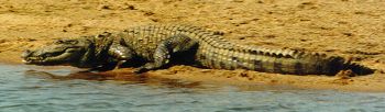 bitrakania crocodile