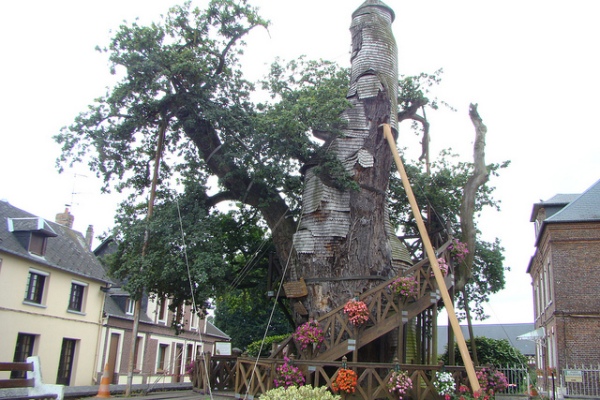 Chapel Oak Tree