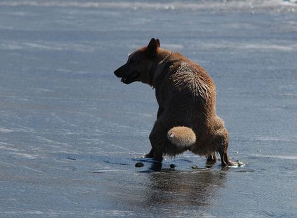 Clean up pet waste