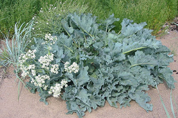 Crambe plant