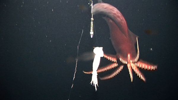 Dana Octopus Squid