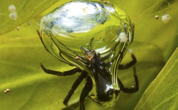 Diving Bell Spider