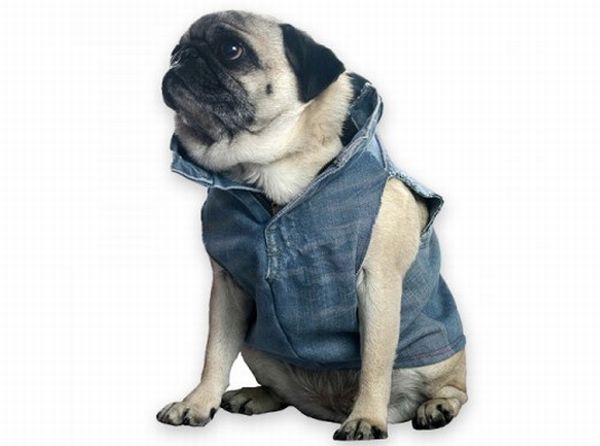 Doggie Vest