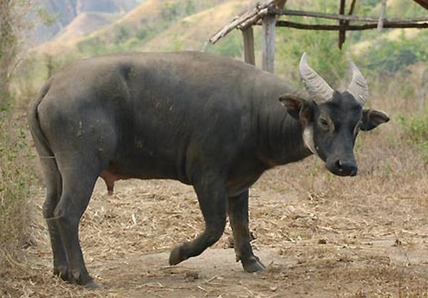 Dwarf Water Buffalo