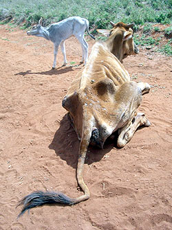 effects of east african drought