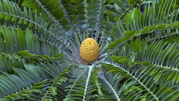 Encephalartos woodii