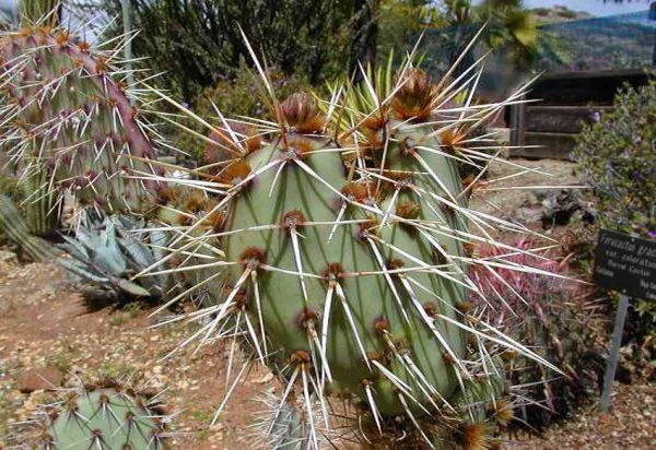 Energy from Cactus