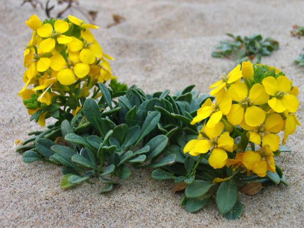 Erysimum menziesii