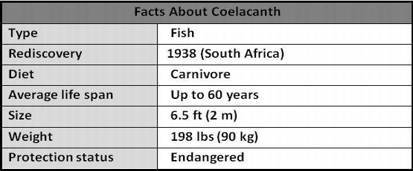 Facts About Coelacanth