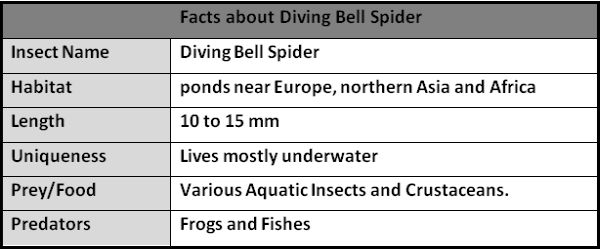 Facts about Diving Bell Spider