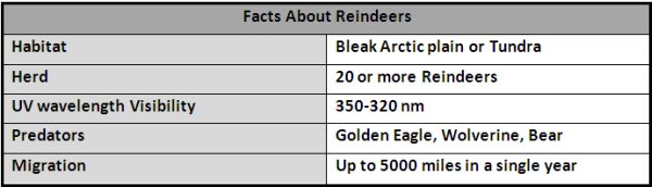 Facts About Reindeers