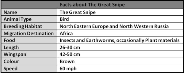 Facts About The Great Snipe
