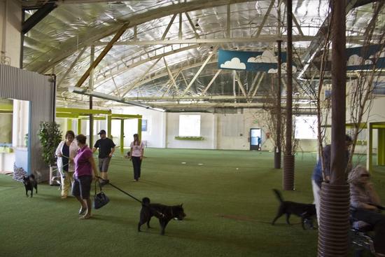 fidos indoor dog park 1