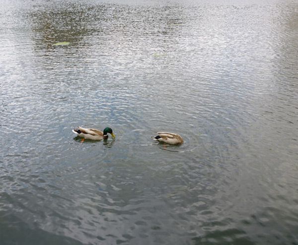 Floating Garden Habitat for Wildlife 4