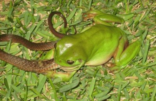 frog eats snake