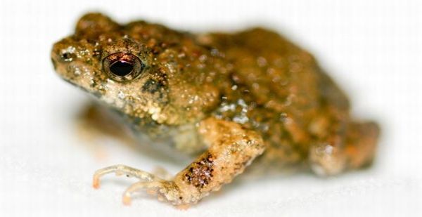 Frog-inspired technology to generate biofuel
