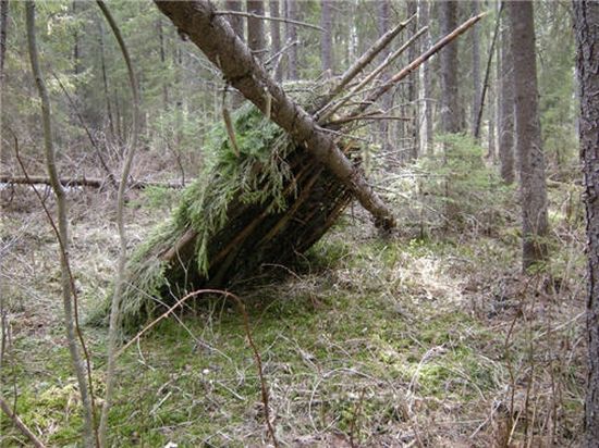 green forest shelter 1