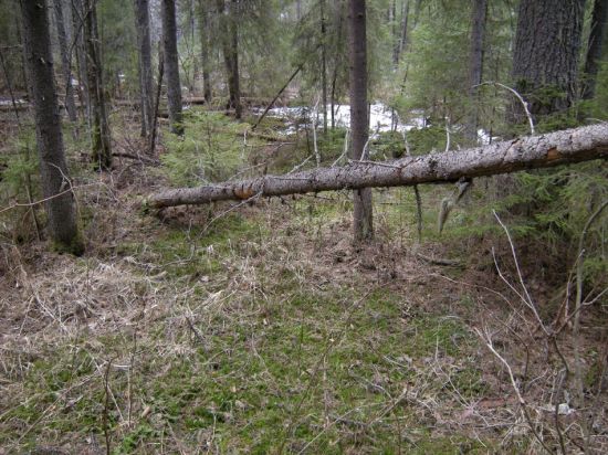 green forest shelter 2