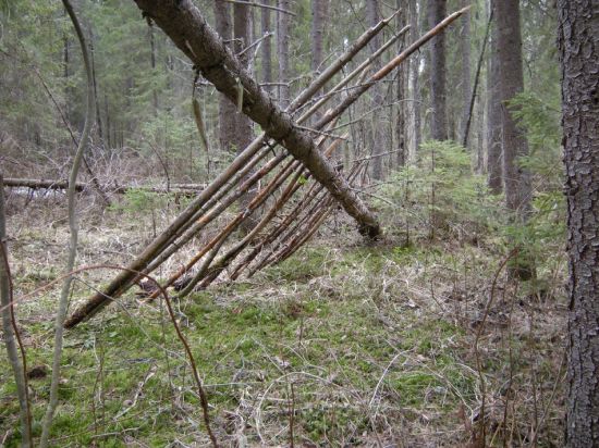 green forest shelter 5