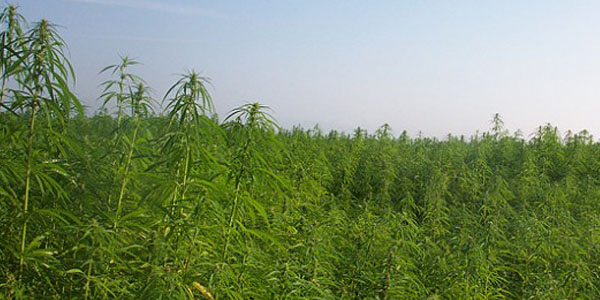 Hemp Biodiesel