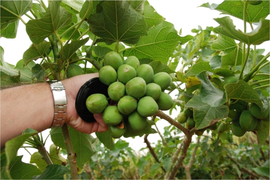 jatropha plant