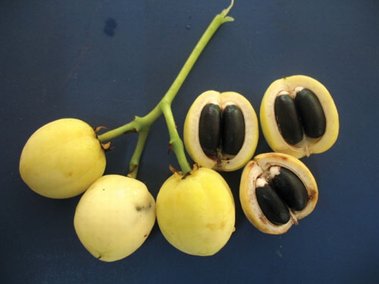 jatropha