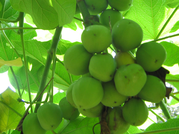 Jatropha Plant