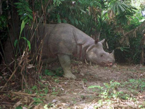 Javan rhino