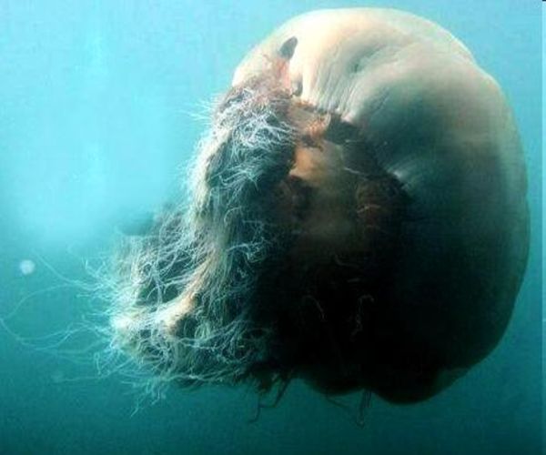 Jellyfish living large
