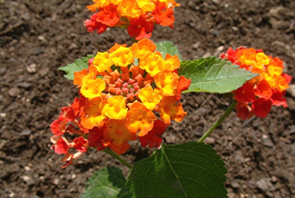 lantana camara or feston rose plant