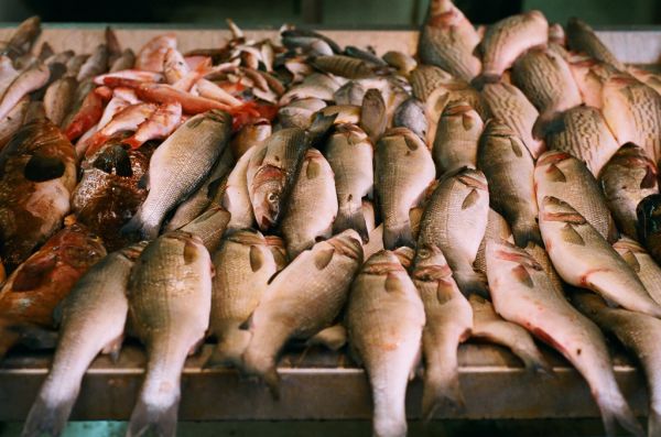 Limit fish consumption