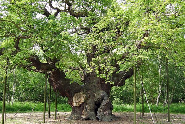 Major Oak