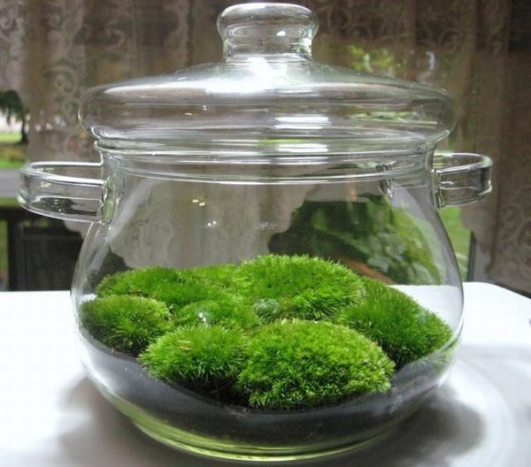 MOSS TERRARIUM