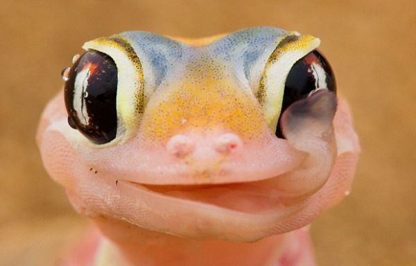 Namibian Gecko