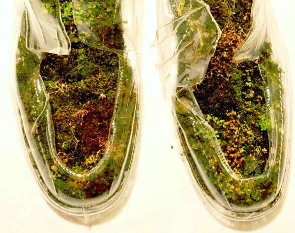 naturas insoles made with moss and rocks 1