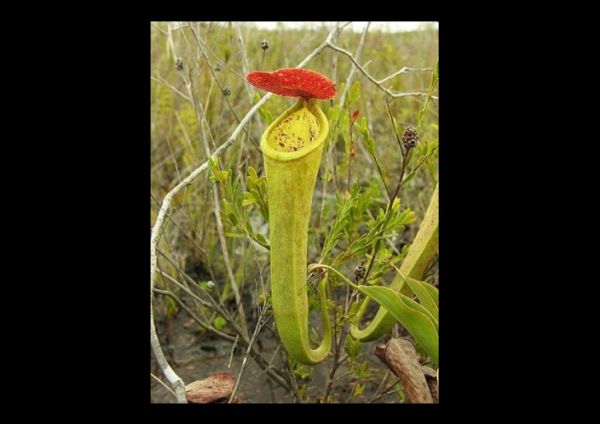 Nepenthes tenax