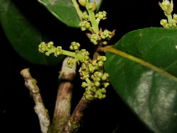 new plant genus discovered