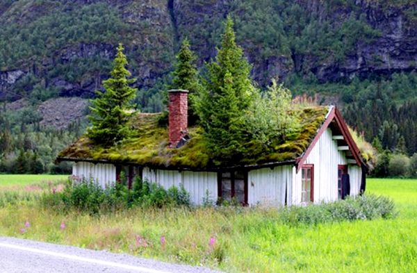 Norwegian Foliage-Covered Green Roofs