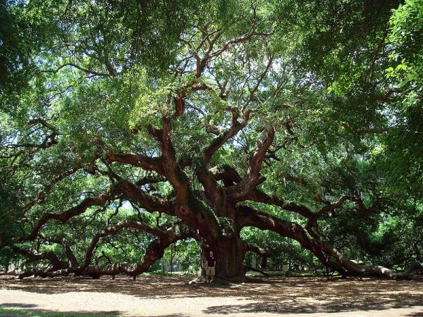 Oldest trees