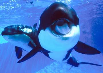 orcas killewhale