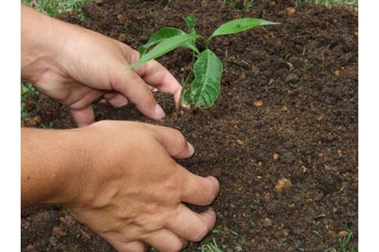 planting a tree