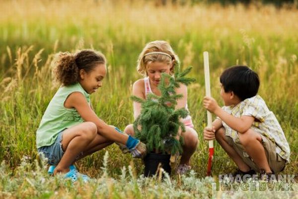 Planting trees