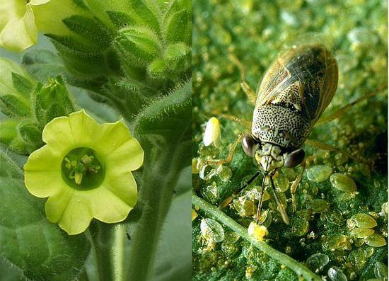 plants emit chemical to alert aides about herbivor