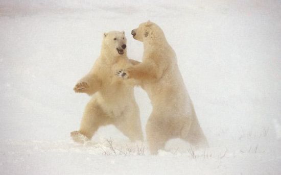 polar dance